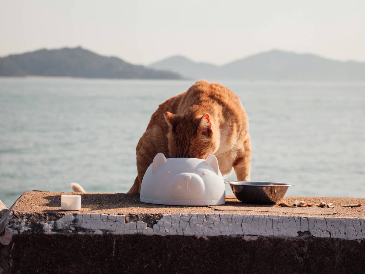 Safe Kelp Dosage for Cats: measuring spoon with kelp powder next to a curious tabby cat