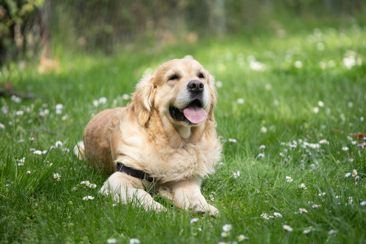 Kelp for Large Breed Dogs: Close-up of kelp powder next to a measuring spoon and a large dog lying calmly nearby