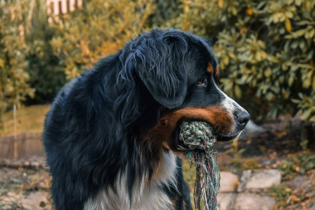 Kelp for Large Breed Dogs: 7 Proven Tips to Avoid Dangerous Dosage Mistakes