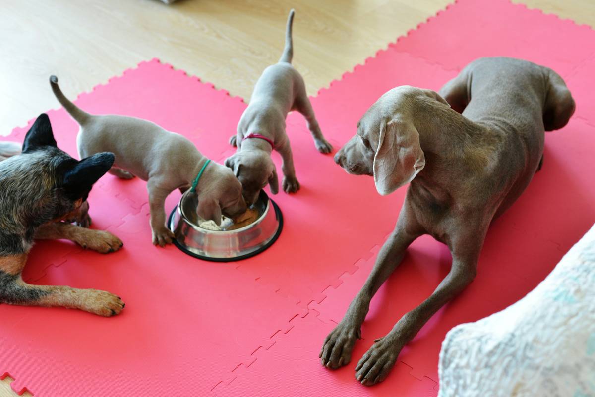 Kelp for Multi-Pet Households: Two labeled supplement jars beside food bowls for a dog and cat