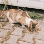 Safe Kelp Dosage for Cats: 7 Proven Tips to Avoid Costly Mistakes