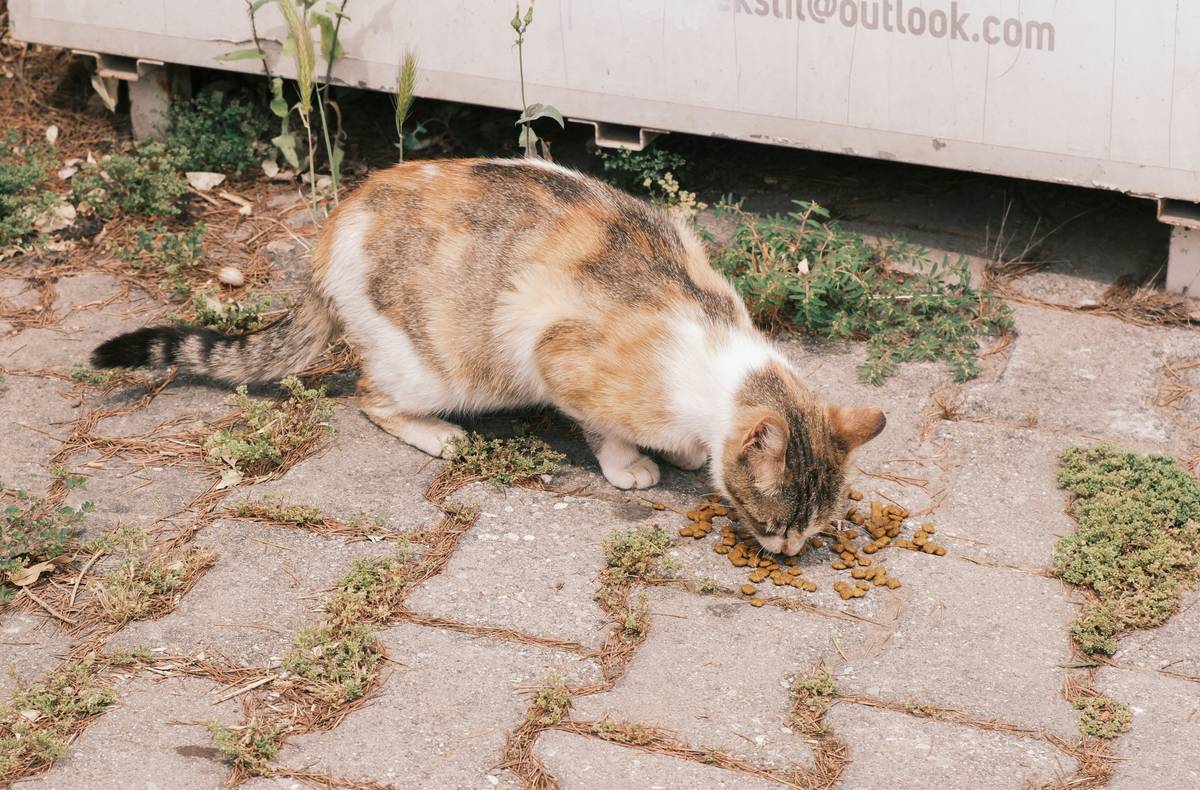 Safe Kelp Dosage for Cats: 7 Proven Tips to Avoid Costly Mistakes
