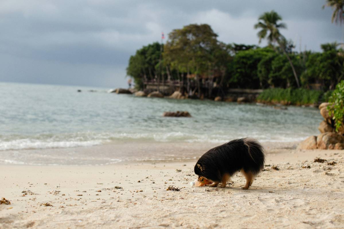 Kelp for Hair Growth: close-up of dried kelp powder next to a dog with shiny, healthy fur