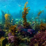 Kelp and Electrolyte Balance: 7 Proven Tips to Avoid Costly Mistakes