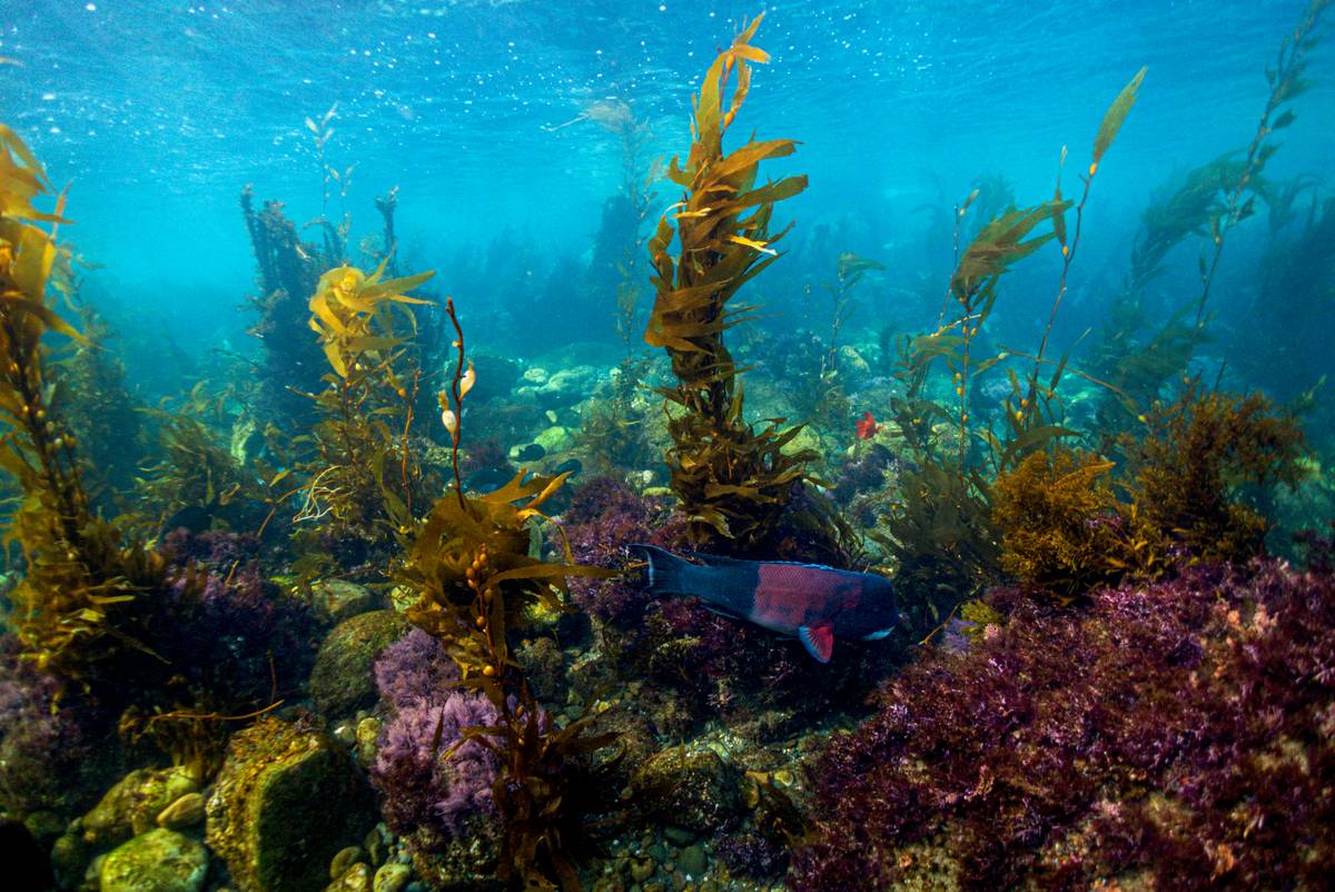 Kelp and Electrolyte Balance: 7 Proven Tips to Avoid Costly Mistakes
