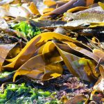 Kelp for Hydration Support: 7 Proven Ways to Avoid a Painful Electrolyte Imbalance in Pets