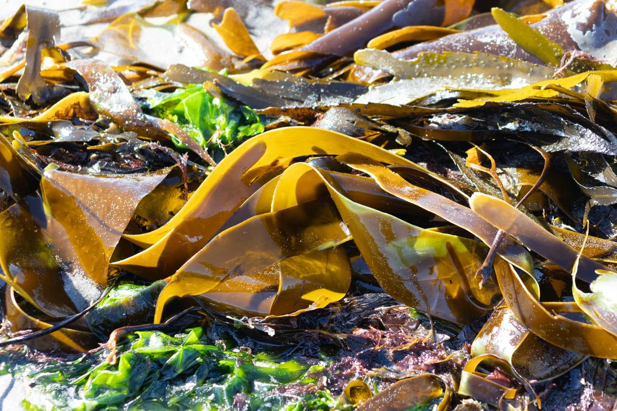 Kelp for Hydration Support: 7 Proven Ways to Avoid a Painful Electrolyte Imbalance in Pets