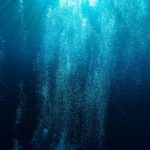 Kelp for Nerve Health: 7 Proven Ways to Avoid Costly Pet Supplement Mistakes