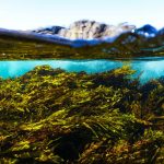 Kelp for Trace Mineral Support: 7 Proven Ways to Avoid Costly Pet Health Mistakes
