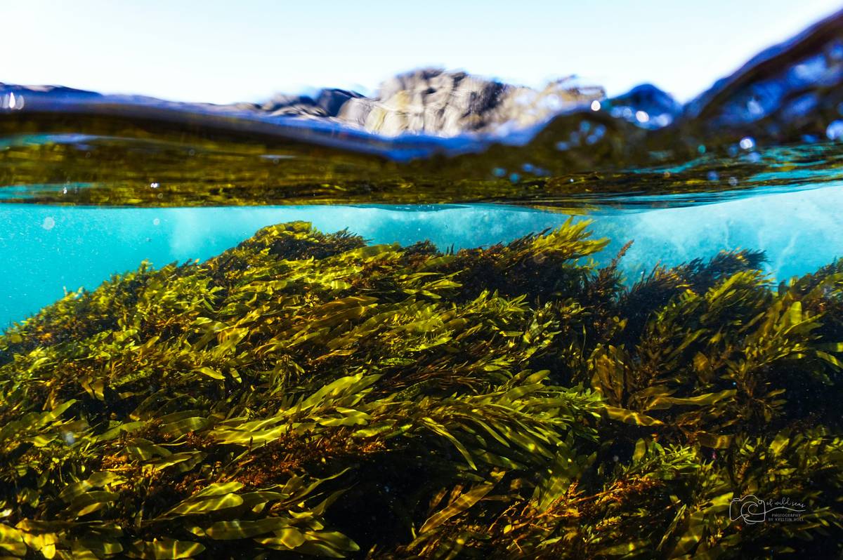Kelp for Trace Mineral Support: 7 Proven Ways to Avoid Costly Pet Health Mistakes