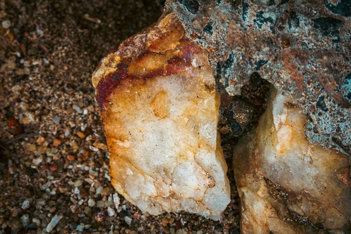 Kelp for Nerve Health: close-up of dried kelp flakes beside a relaxed dog showing improved coordination